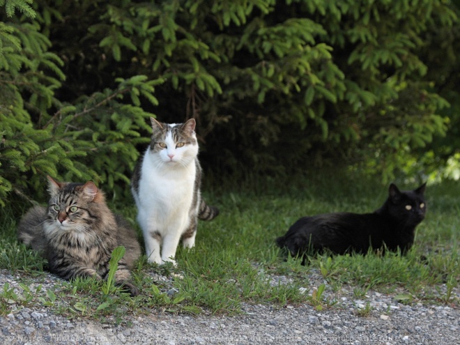 Photo de Races diffrentes