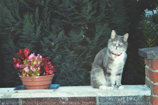 Photo de Chat domestique