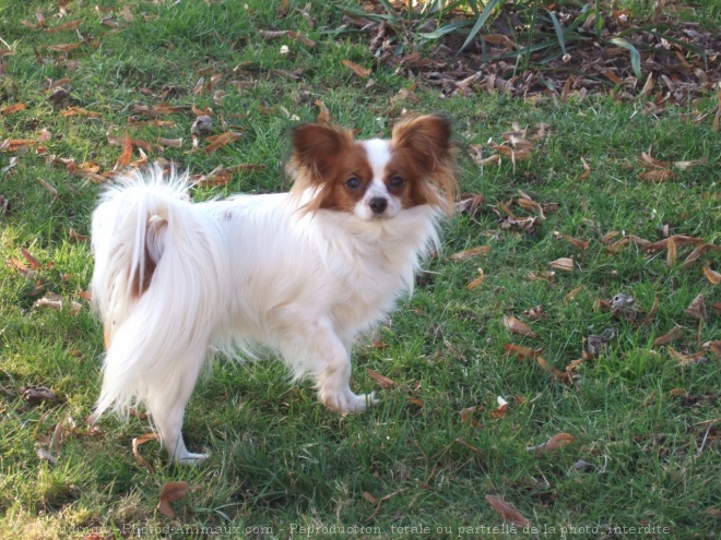 Photo d'Epagneul nain papillon