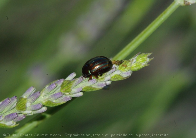 Photo de Coloptre