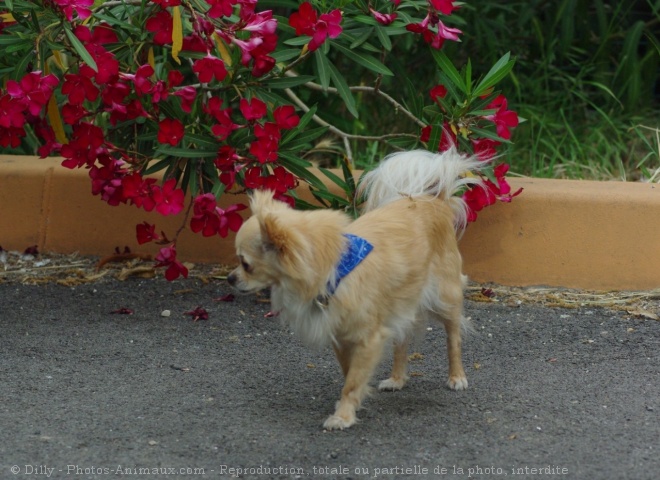 Photo de Chihuahua  poil long