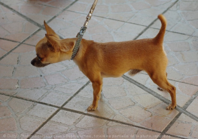 Photo de Chihuahua  poil court