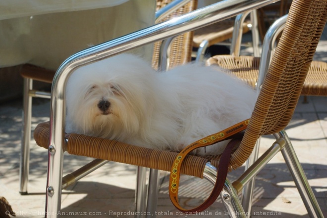 Photo de Coton de tulear