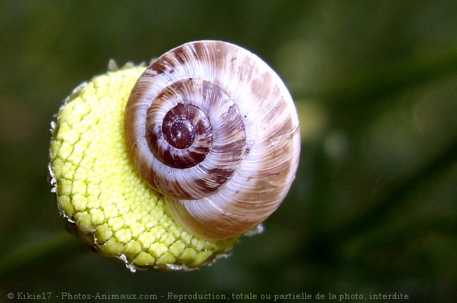 Photo d'Escargot