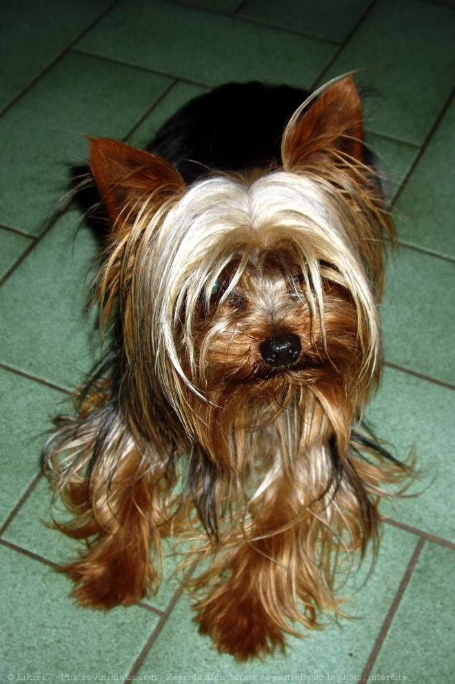 Photo de Yorkshire terrier