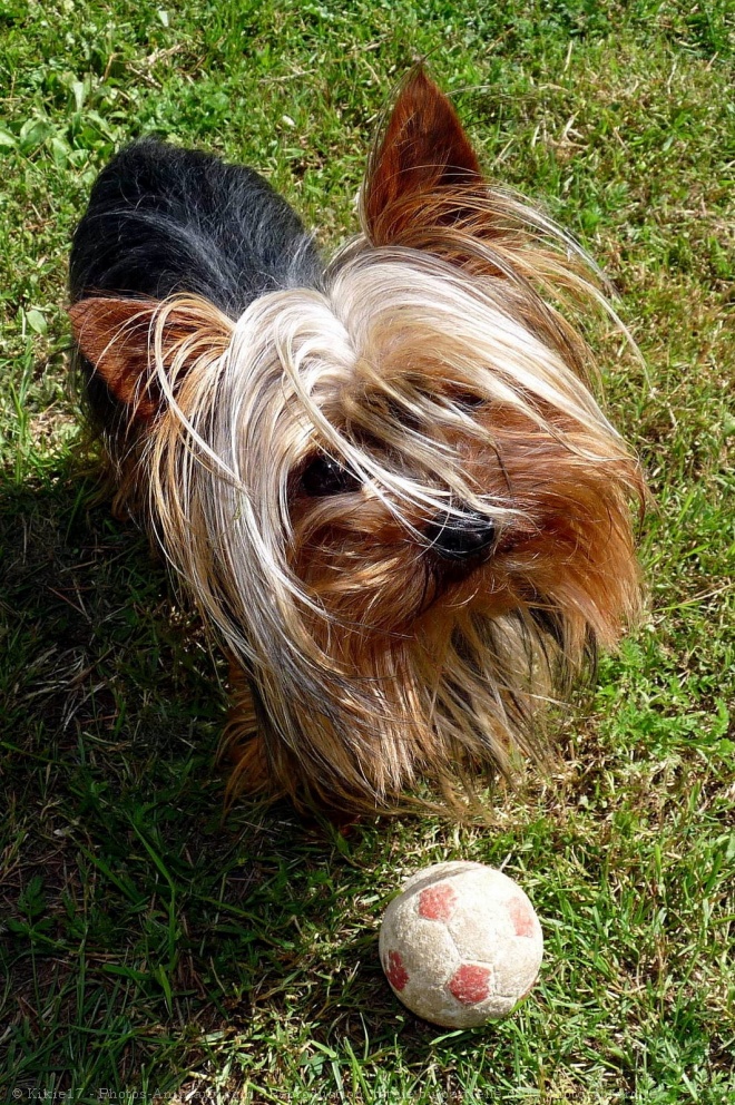 Photo de Yorkshire terrier