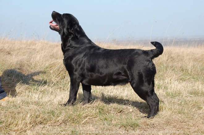 Photo de Labrador retriever