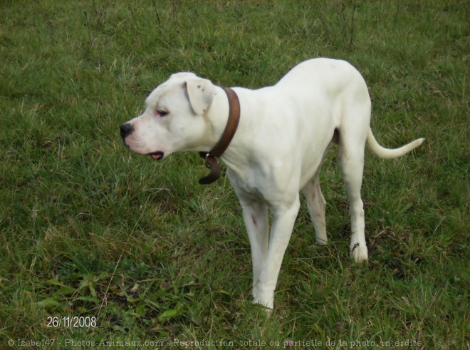 Photo de Dogue argentin