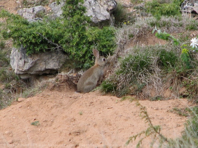 Photo de Lapin