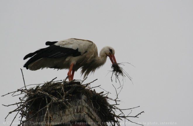 Photo de Cigogne