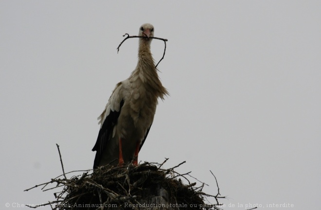 Photo de Cigogne