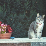 Photo de Chat domestique