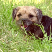 Photo de Border terrier