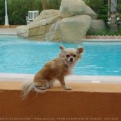 Photo de Chihuahua  poil long