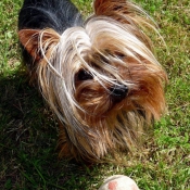 Photo de Yorkshire terrier