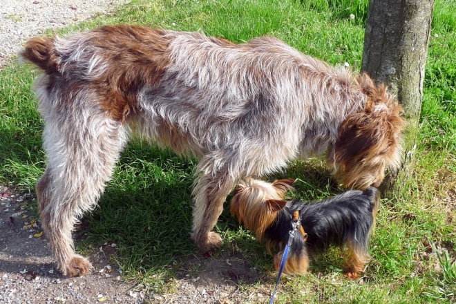 Photo de Yorkshire terrier