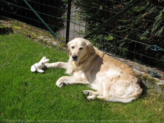 Photo de Golden retriever