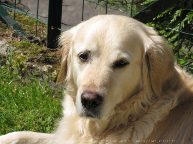 Photo de Golden retriever