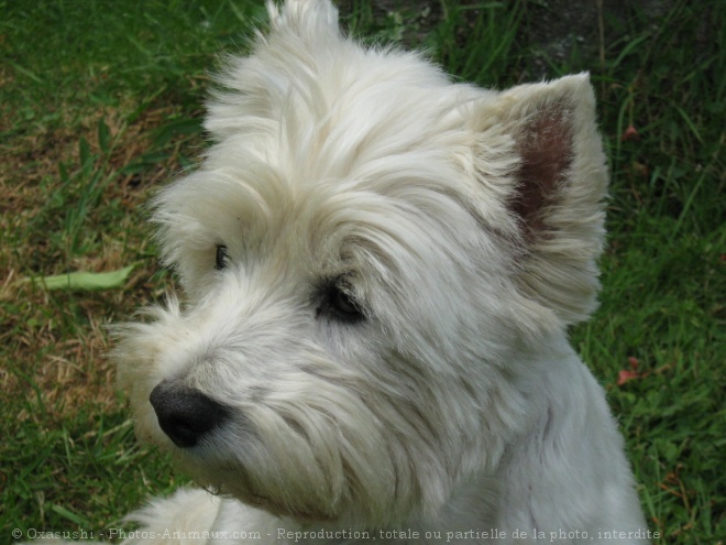 Photo de West highland white terrier