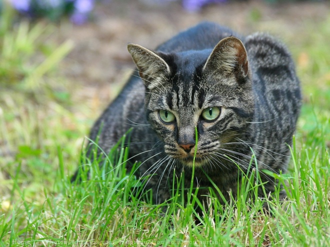 Photo de Chat domestique