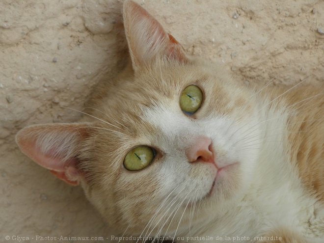 Photo de Chat domestique