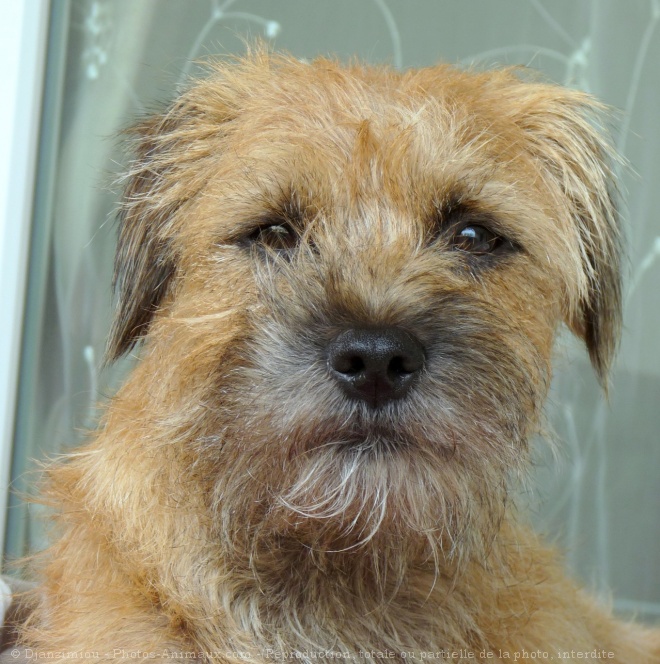 Photo de Border terrier