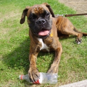 Photo de Boxer