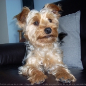 Photo de Yorkshire terrier