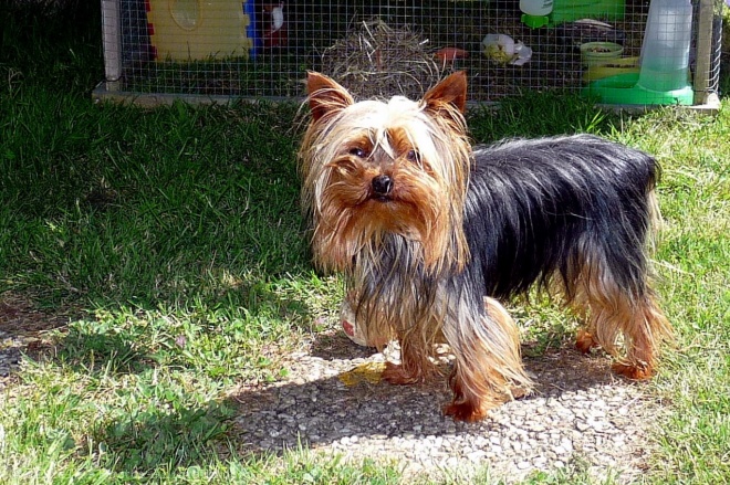 Photo de Yorkshire terrier