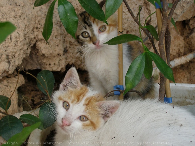 Photo de Chat domestique