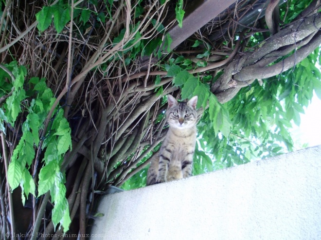 Photo de Chat domestique