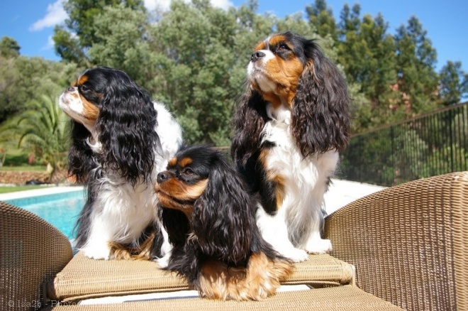 Photo de Cavalier king charles spaniel