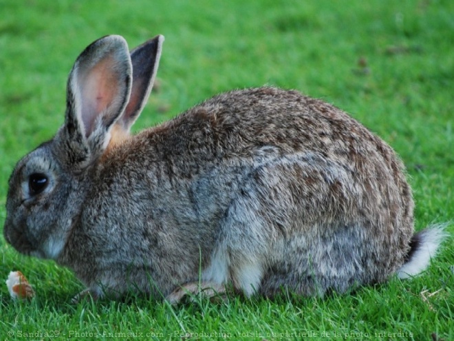 Photo de Lapin