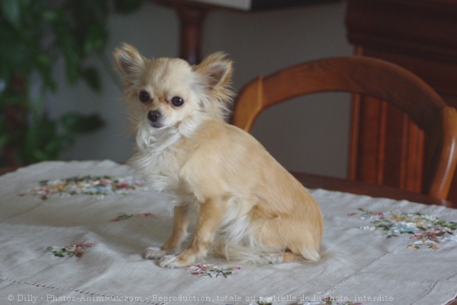 Photo de Chihuahua  poil long