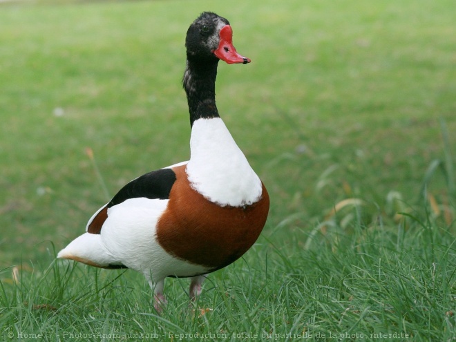 Photo de Canard tadorne de belon