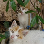 Photo de Chat domestique