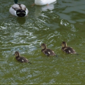 Photo de Canard colvert