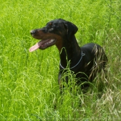 Photo de Dobermann