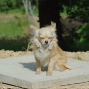 Photo de Chihuahua  poil long