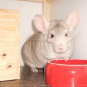 Photo de Chinchilla