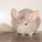 Photo de Chinchilla