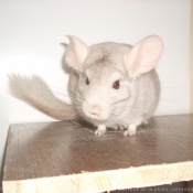 Photo de Chinchilla