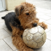 Photo d'Airedale terrier