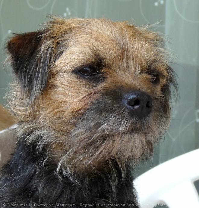 Photo de Border terrier