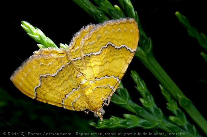 Photo de Papillon