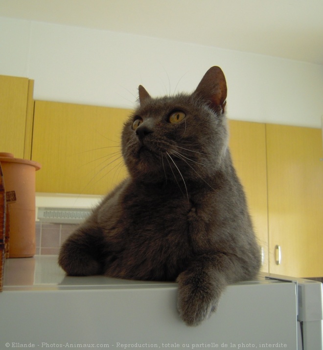 Photo de Chartreux