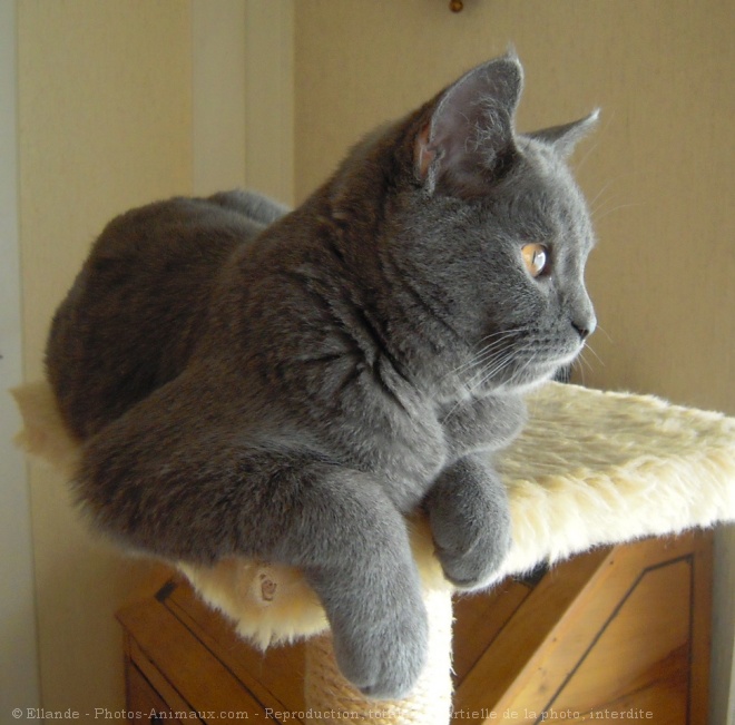 Photo de Chartreux