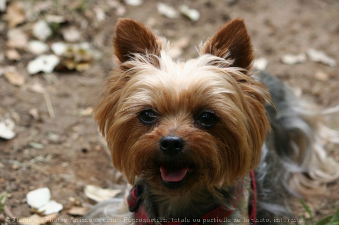 Photo de Yorkshire terrier