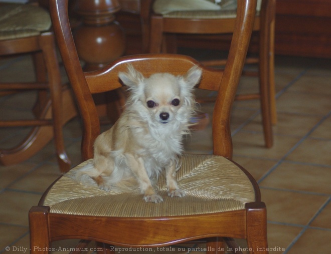 Photo de Chihuahua  poil long