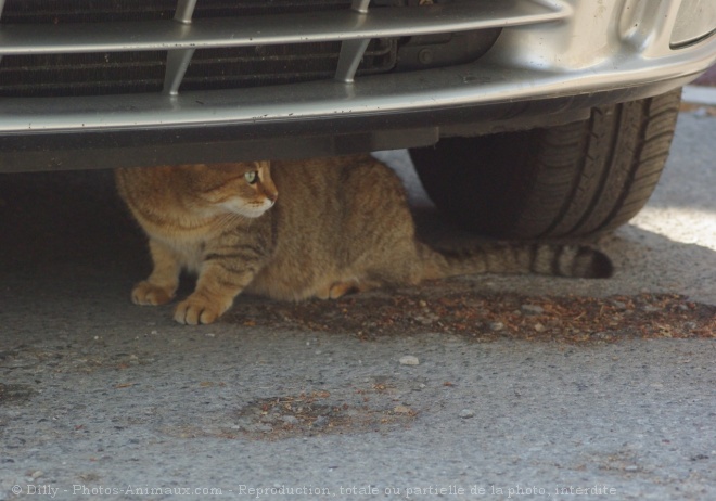 Photo de Chat domestique